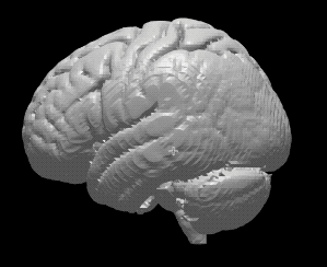 ヒト脳の高精度３Dモデル①【brain01.stl】（3Dプリント用、パワポ素材、モニタ上で回転）