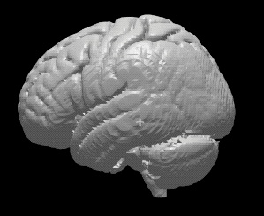 ヒト脳の高精度3Dモデル①【brain01.stl】(3Dプリント用、パワポ素材、モニタ上で回転)