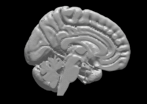 ヒト脳の高精度３Dモデル②【brain02rl.stl】（3Dプリント用、パワポ素材、モニタ上で回転）