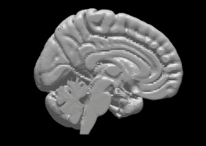 ヒト脳の高精度3Dモデル②【brain02rl.stl】(3Dプリント用、パワポ素材、モニタ上で回転)