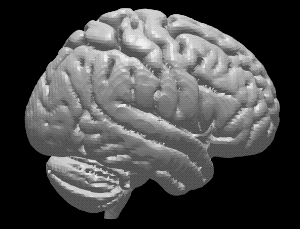 ヒト脳の高精度３Dモデル③【brain03rl.stl】（3Dプリント用、パワポ素材、モニタ上で回転）