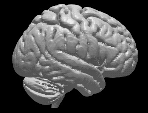 ヒト脳の高精度3Dモデル③【brain03rl.stl】(3Dプリント用、パワポ素材、モニタ上で回転)