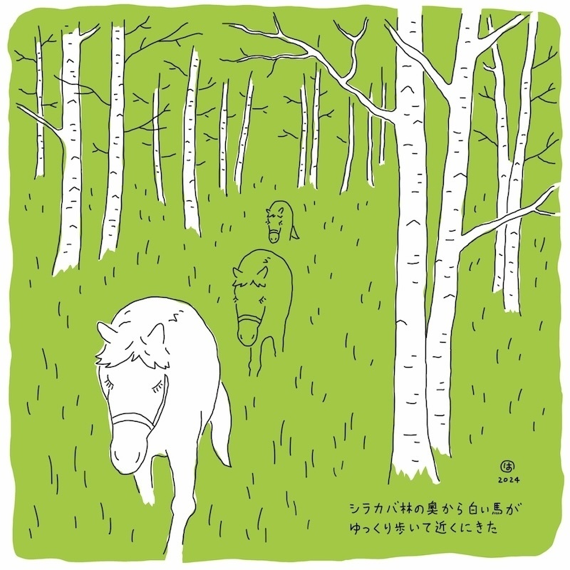 シラカバ林から白い馬がゆっくり歩いて近くにきた