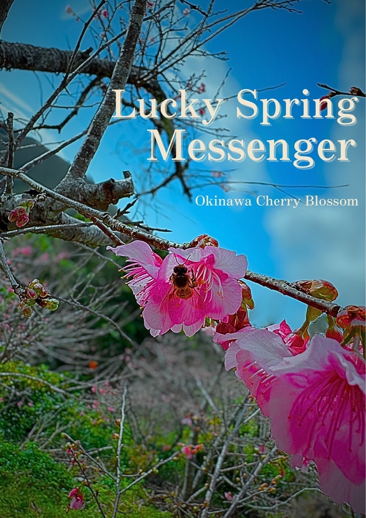 First Bloom - Mt. Yae（八重岳、一番桜の記憶）