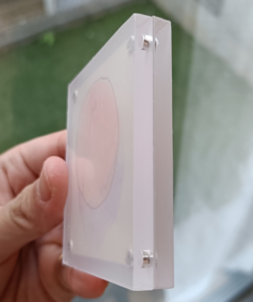 【ミニ原画】もも