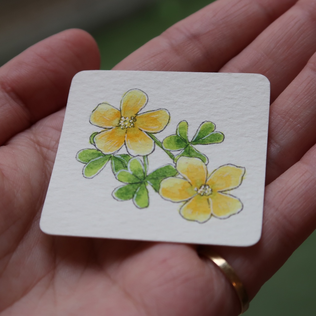 【ミニ原画】カタバミ(アクリルフレーム付き)