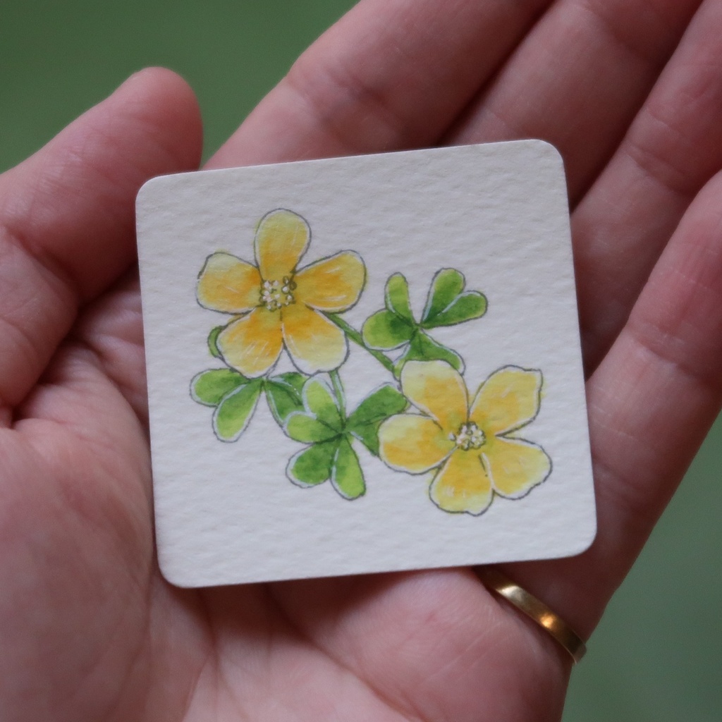 【ミニ原画】カタバミ（アクリルフレーム付き）