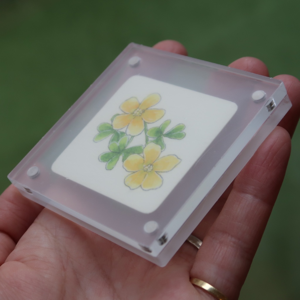 【ミニ原画】カタバミ(アクリルフレーム付き)