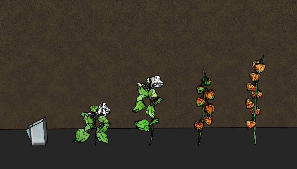 ほおずきとむくげ