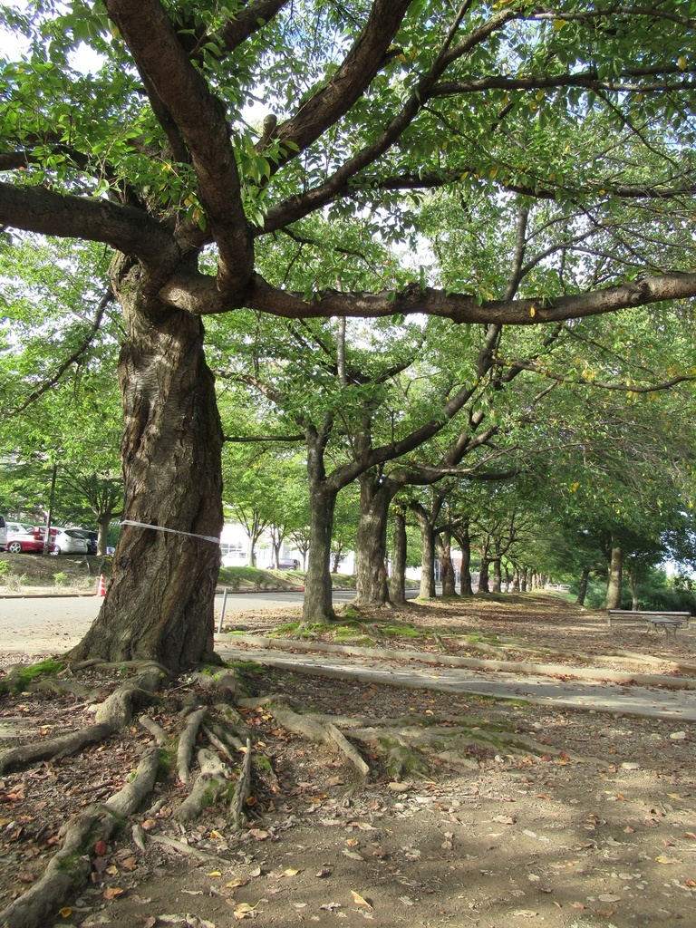 【無料あり】植物の写真詰め合わせ
