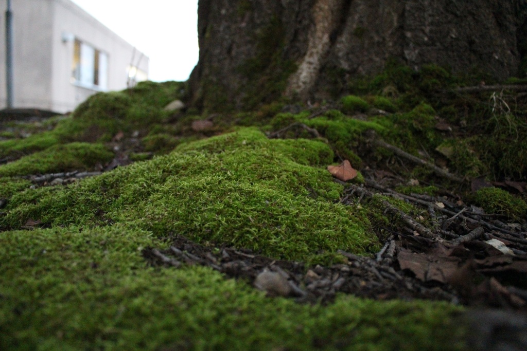 【無料あり】植物の写真詰め合わせ