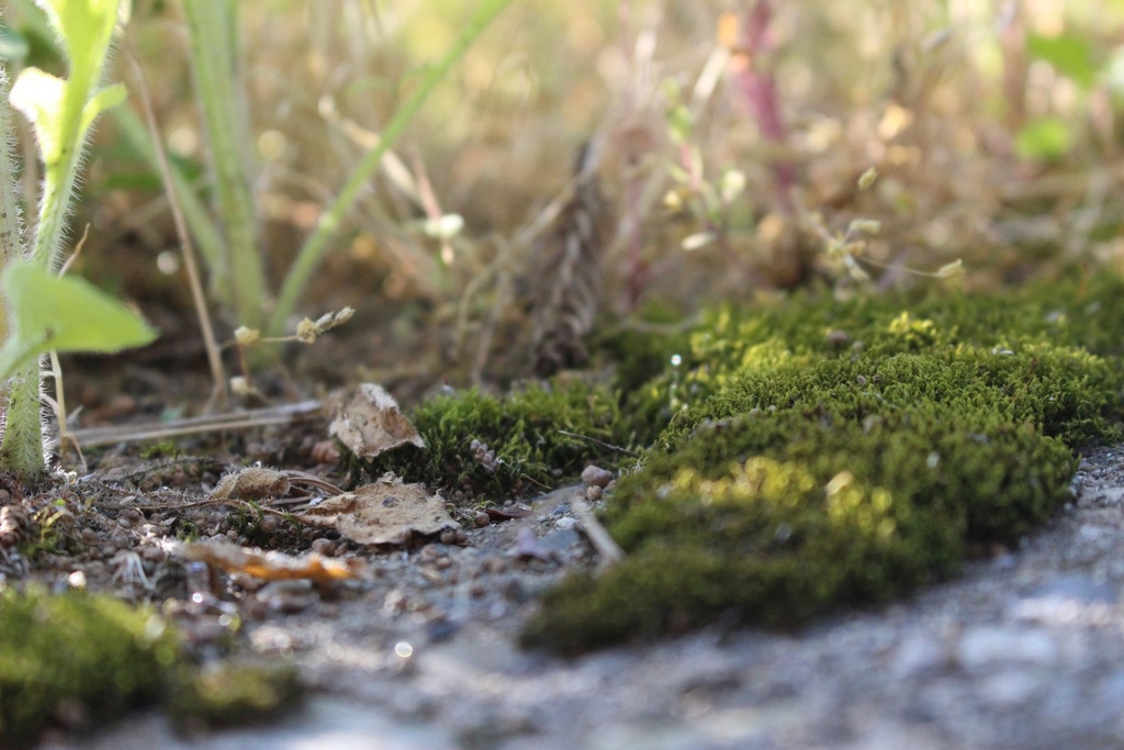 【無料あり】植物の写真詰め合わせ