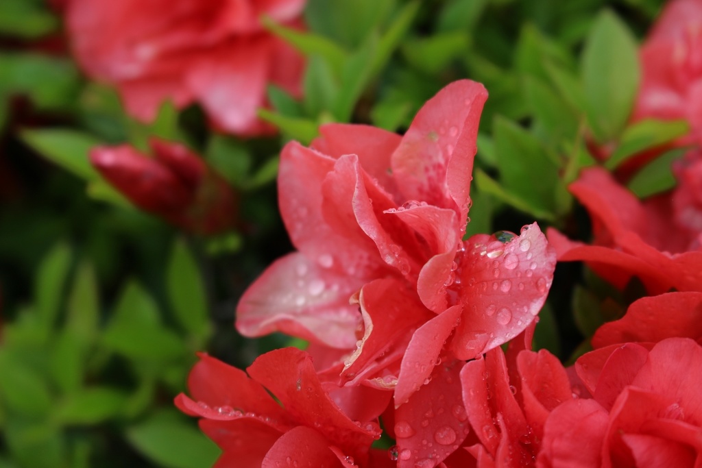 【無料あり】植物の写真詰め合わせ