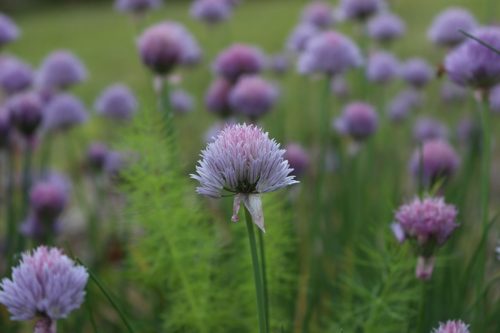 【無料あり】植物の写真詰め合わせ