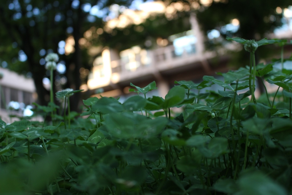 【無料あり】植物の写真詰め合わせ
