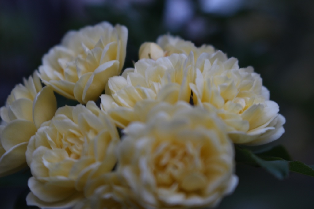 【無料あり】春の写真詰め合わせ