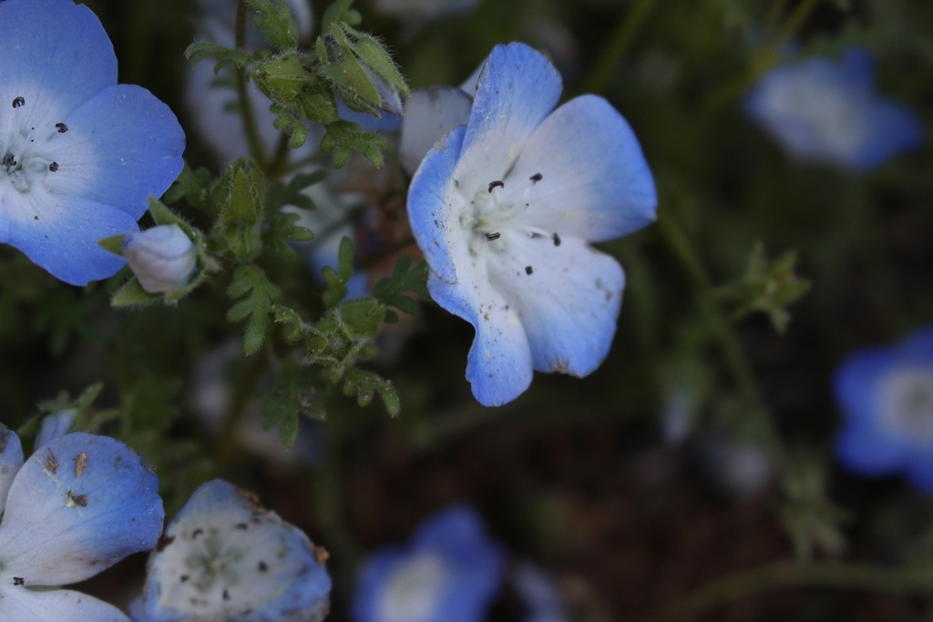 【無料あり】春の写真詰め合わせ