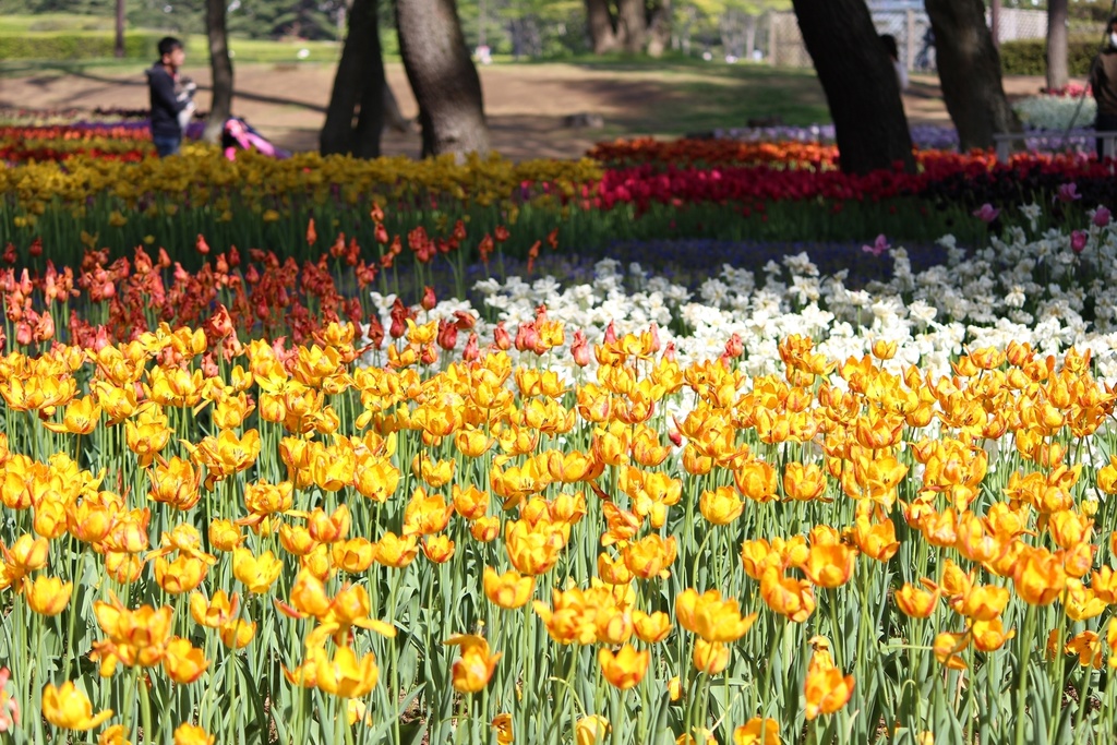 【無料あり】春の写真詰め合わせ