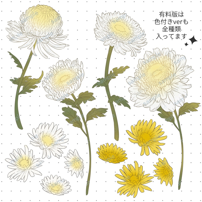 【無料版あり】ペン画風の菊