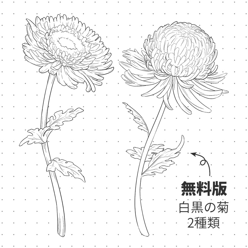 【無料版あり】ペン画風の菊