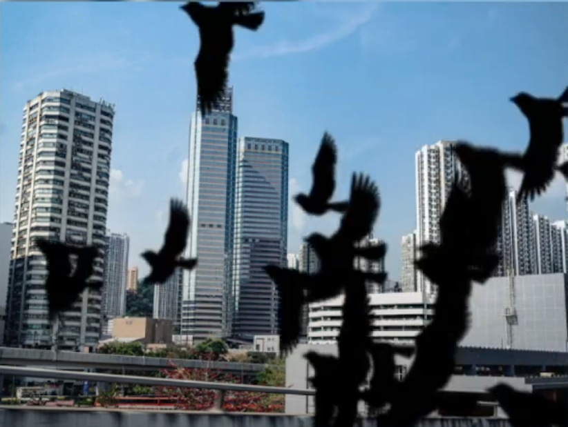 黒い鳥トランジション