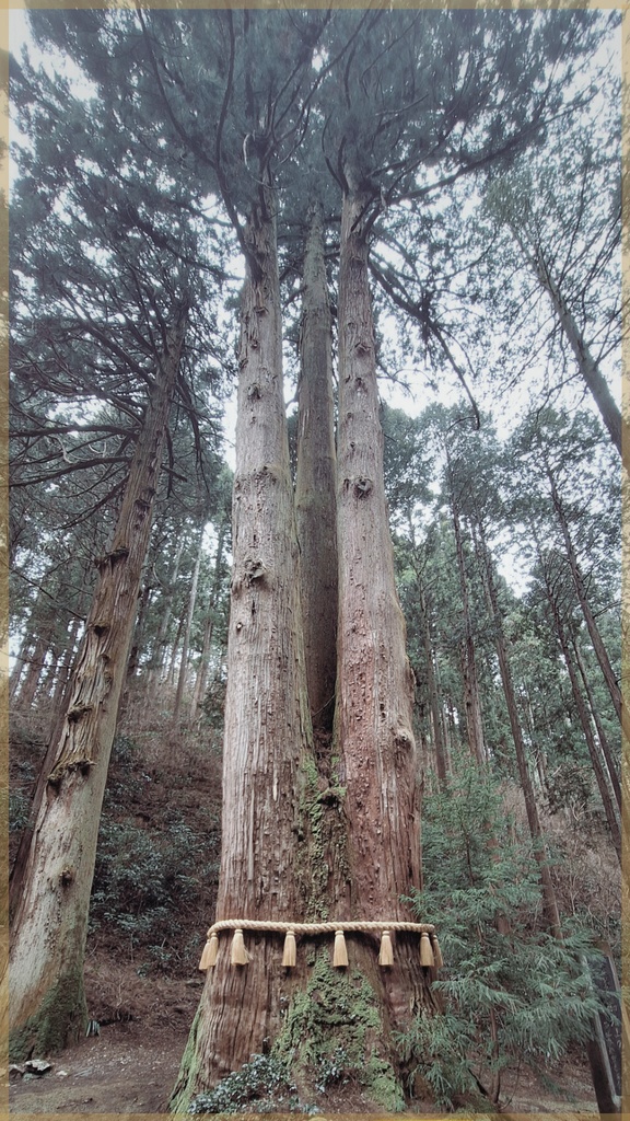 御岩神社の三本杉 - 祈りの待ち受け（デジタル護符）