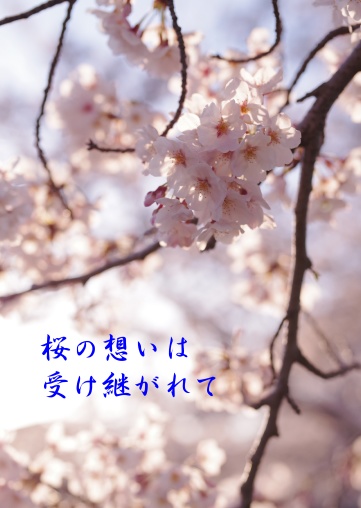 （遙か７／幸七）桜の想いは受け継がれて