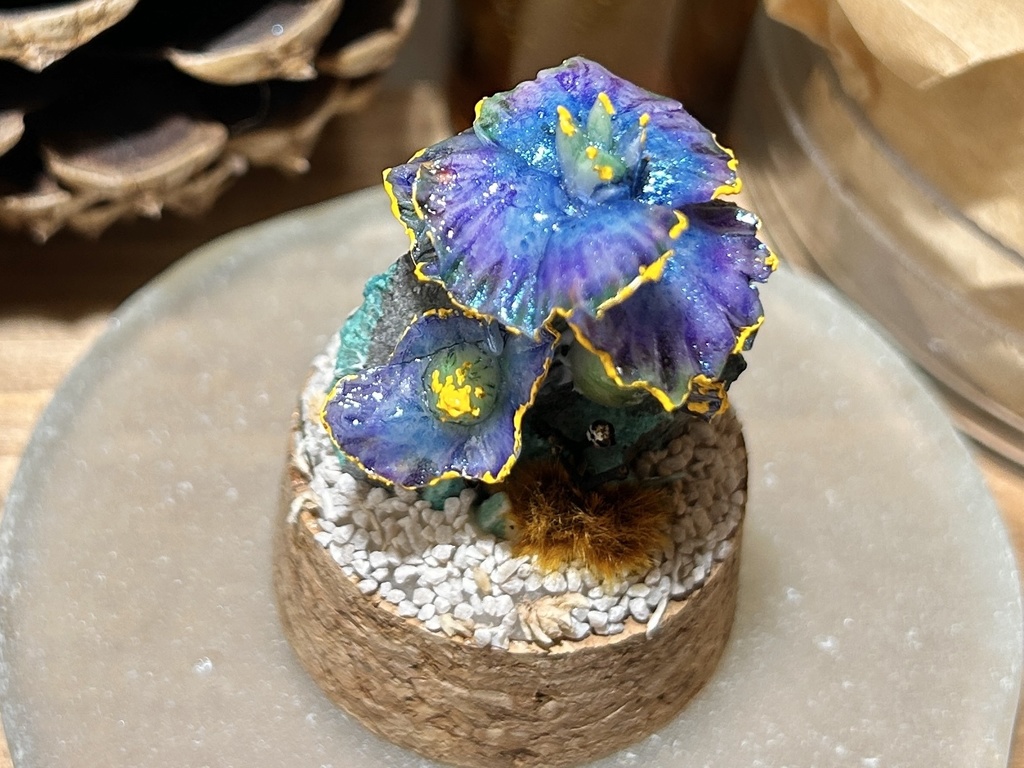 岩喰茸(イワハミタケ) 珪孔雀種