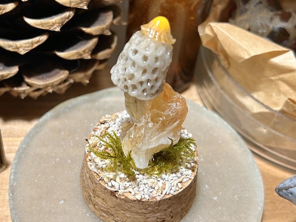 岩喰茸(イワハミタケ)黄水晶種