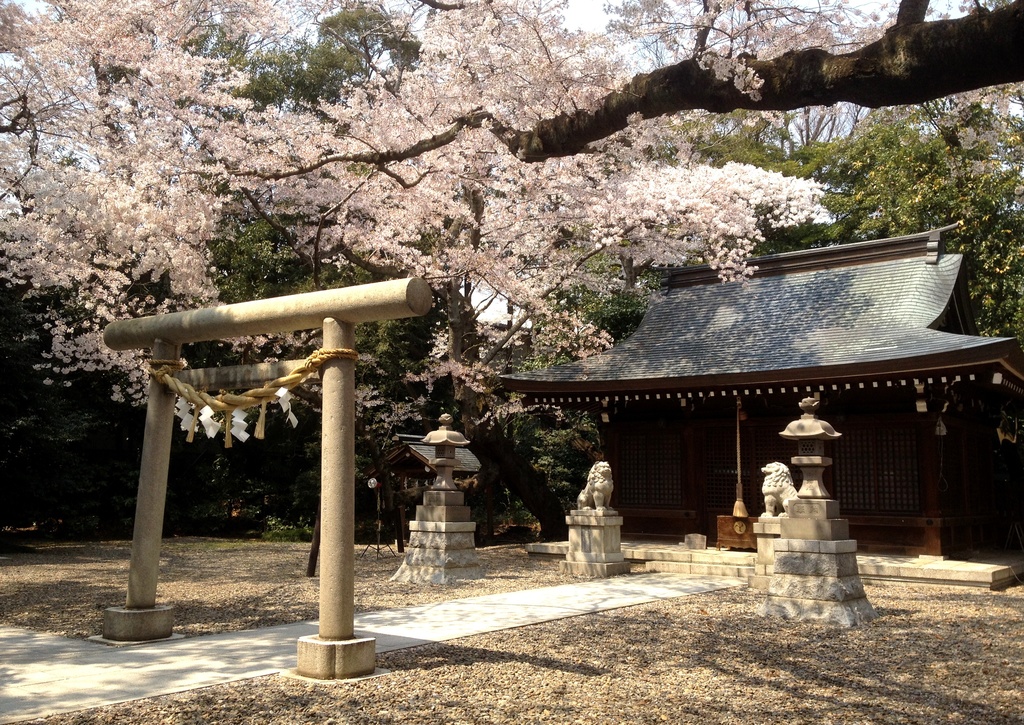 妖怪火黒ちゃんお花見セット🌸