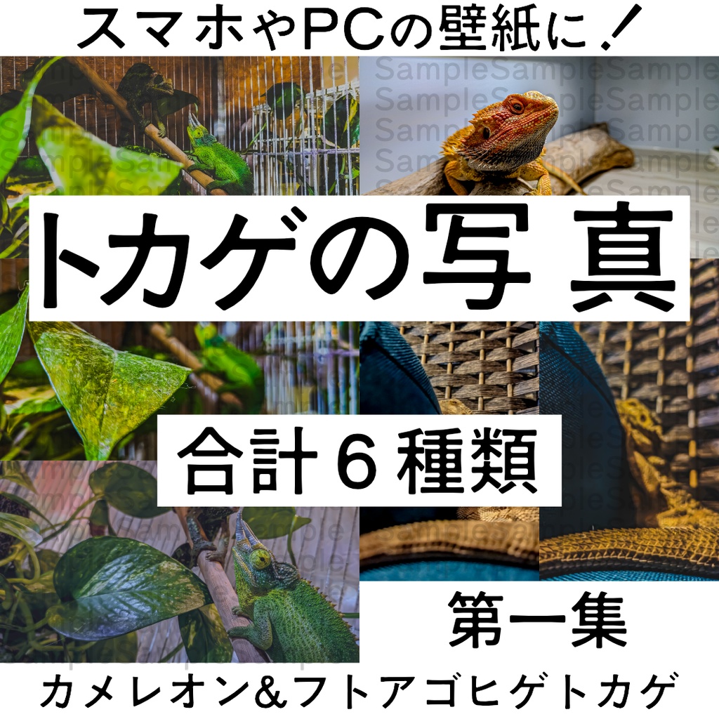 トカゲの写真【壁紙/背景素材】