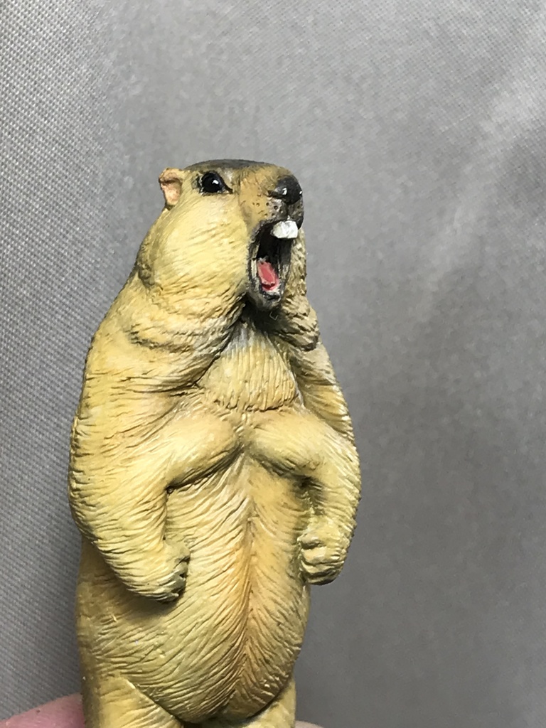 ガチムチ!ヒマラヤマーモット〜魂の雄叫びver.〜