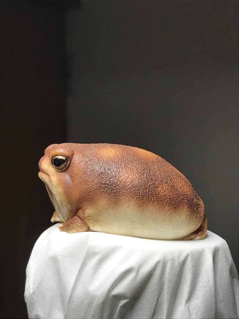 アメフクラガエル