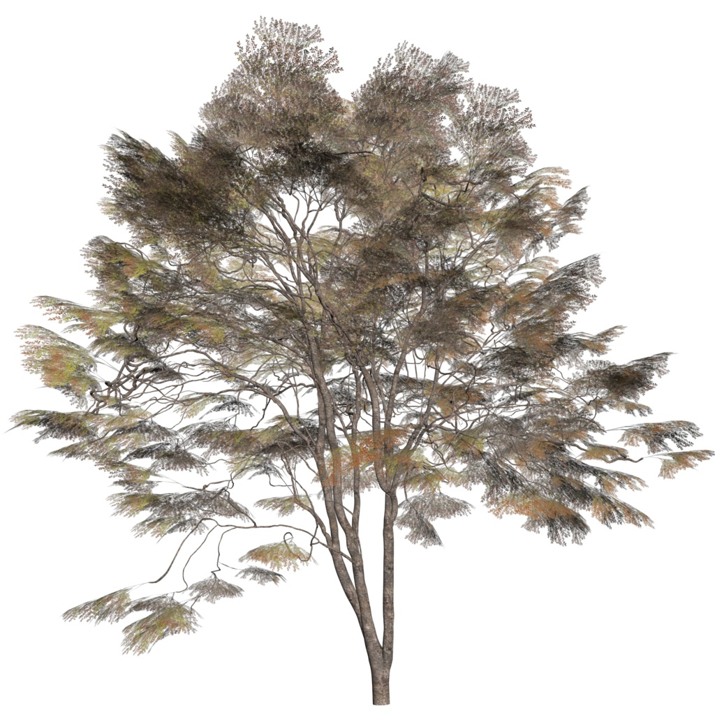 樹木モデル ケヤキ