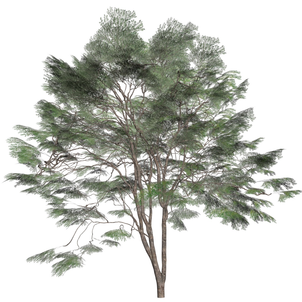 樹木モデル ケヤキ