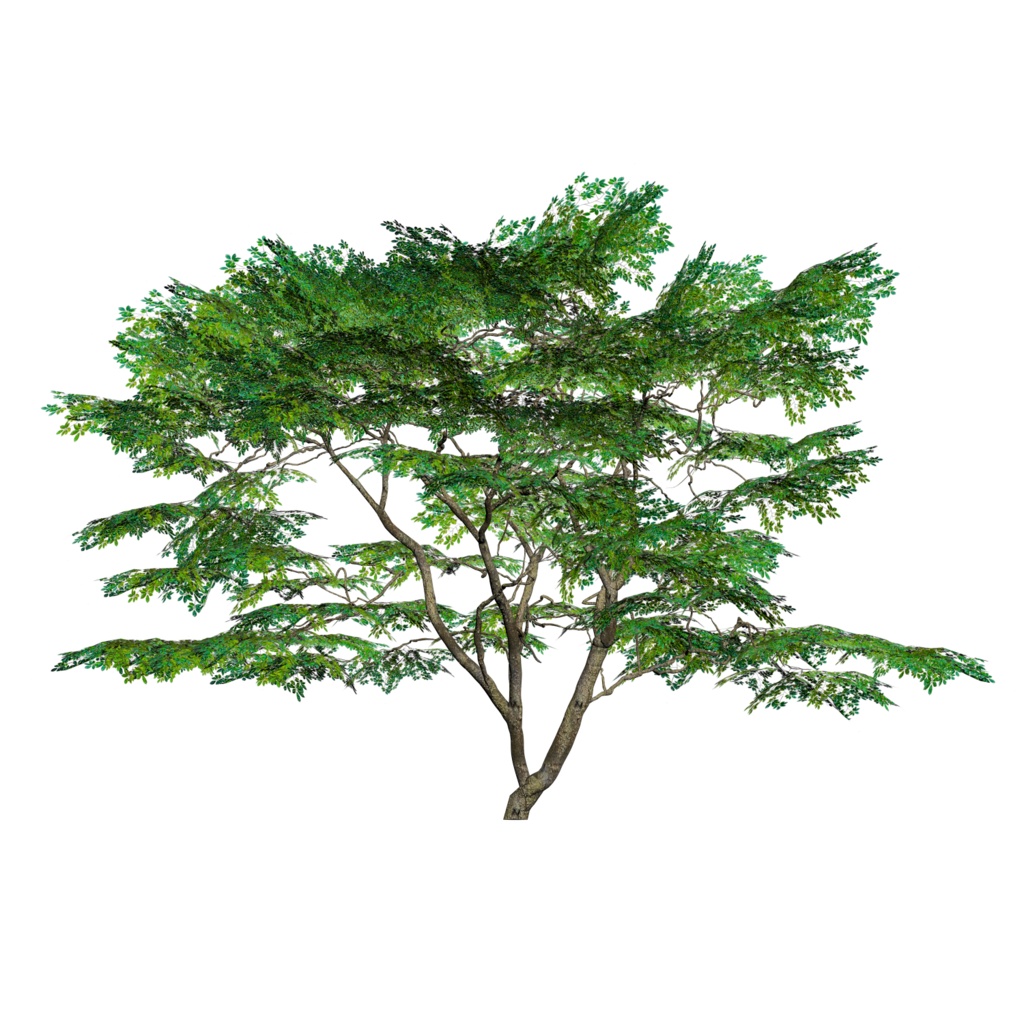 樹木モデル サクラ(ソメイヨシノ)