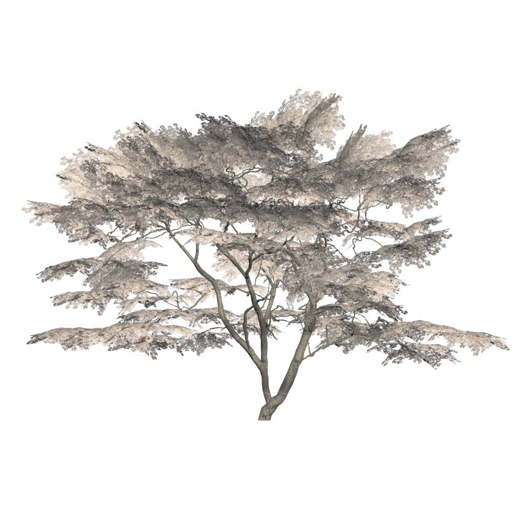 樹木モデル サクラ（ソメイヨシノ）