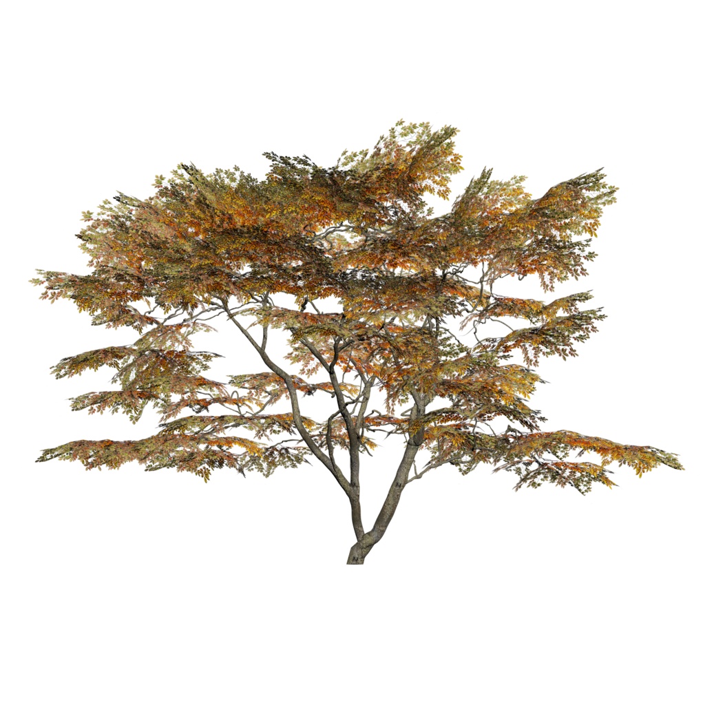 樹木モデル サクラ(ソメイヨシノ)