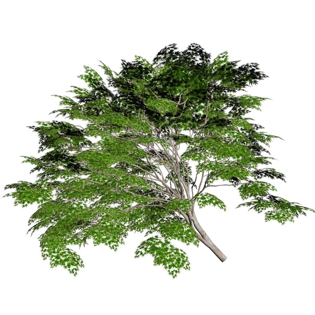 樹木モデル カエデ