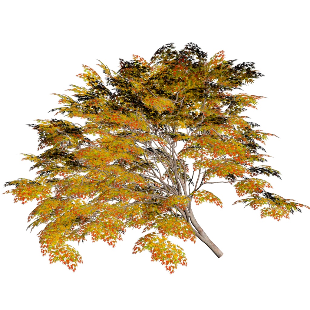 樹木モデル カエデ