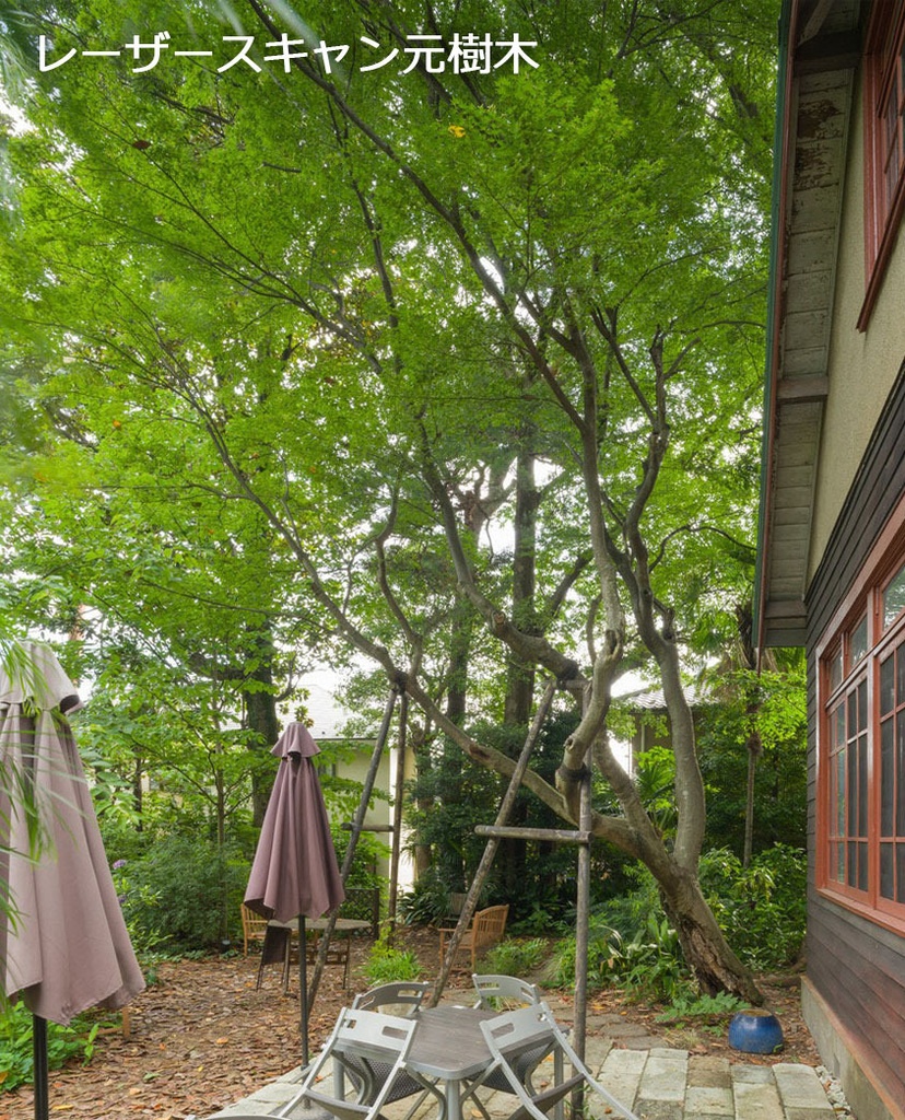 樹木モデル カエデ 登録有形⽂化財「沖本家住宅」(東京都国分寺市)