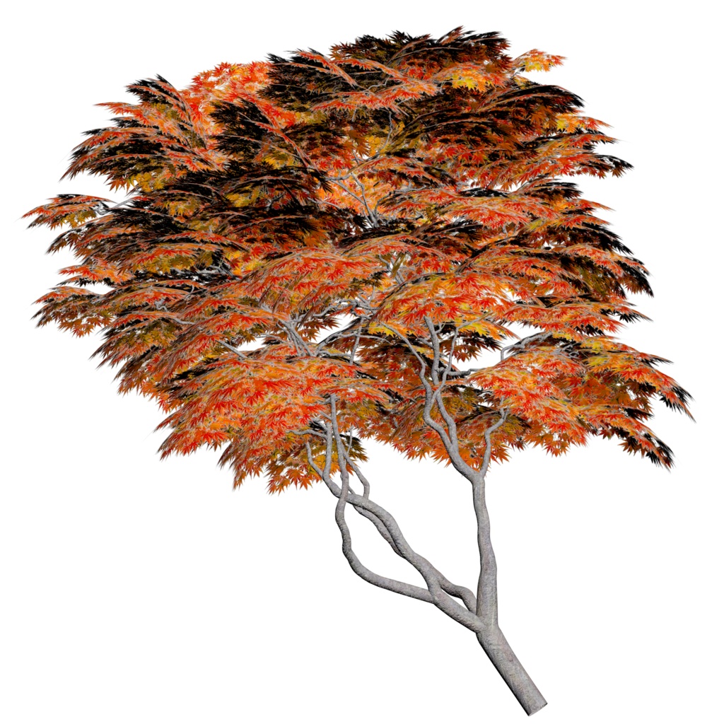 樹木モデル カエデ 登録有形⽂化財「沖本家住宅」(東京都国分寺市)