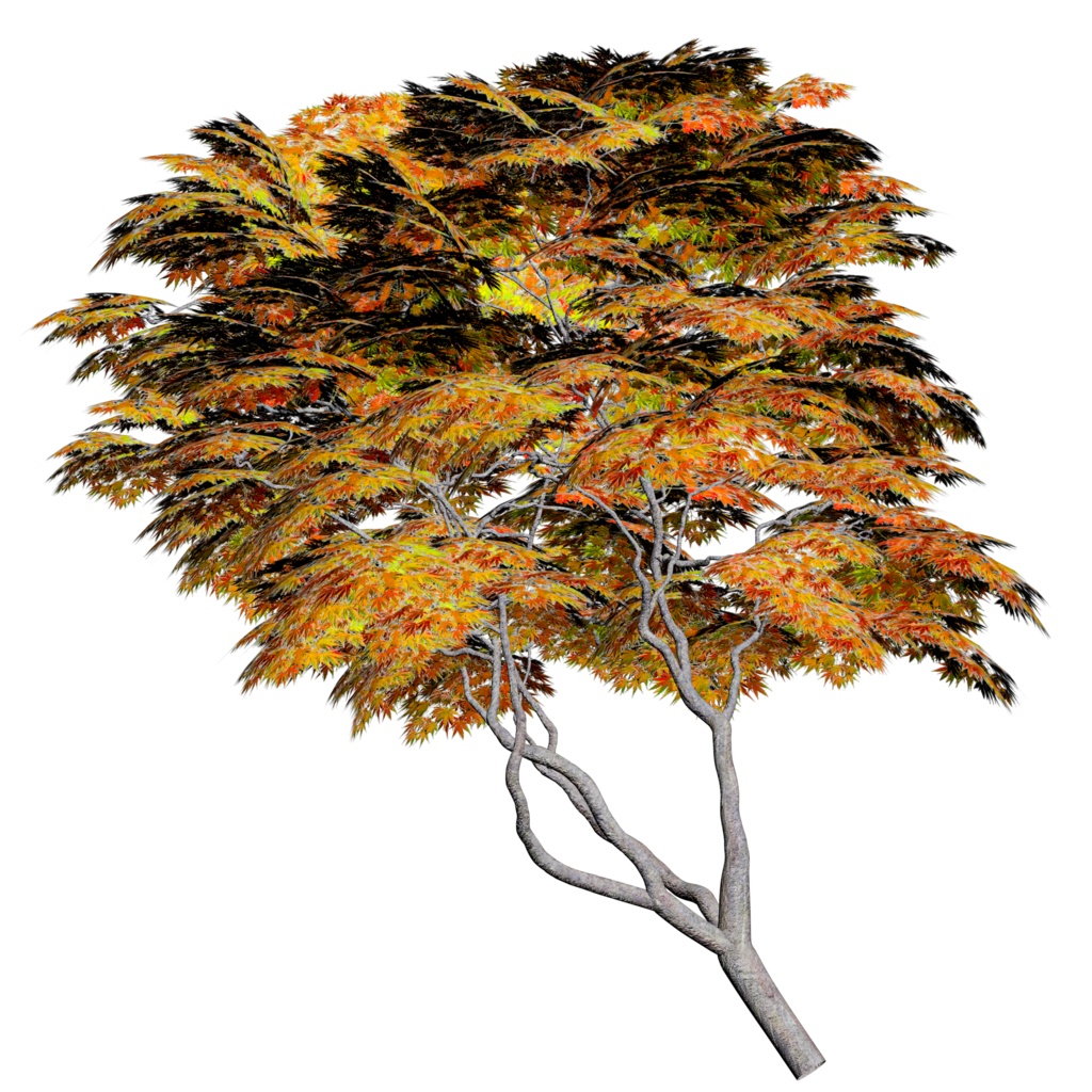 樹木モデル カエデ 登録有形⽂化財「沖本家住宅」(東京都国分寺市)