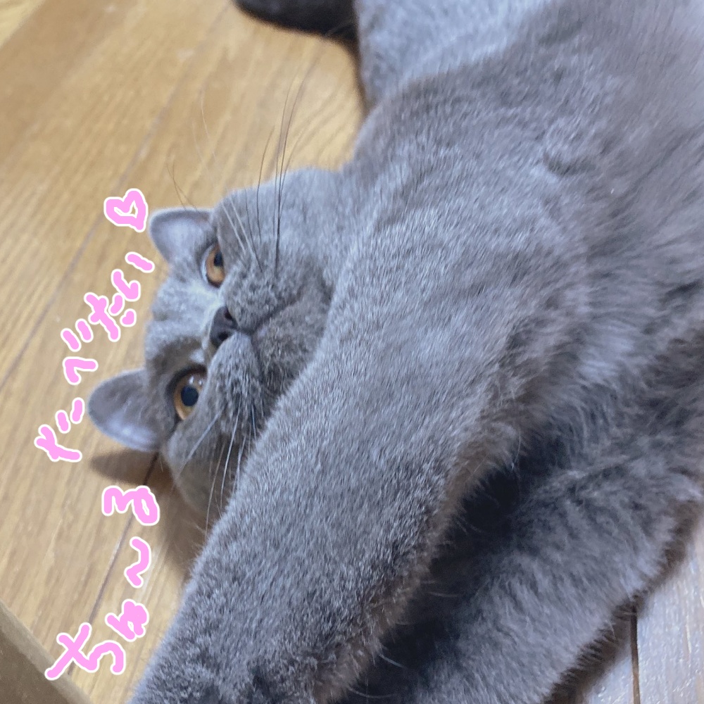 ₊˚ ᰔ 30種類 ࣭ ⊹ mini mini cutie♡pose