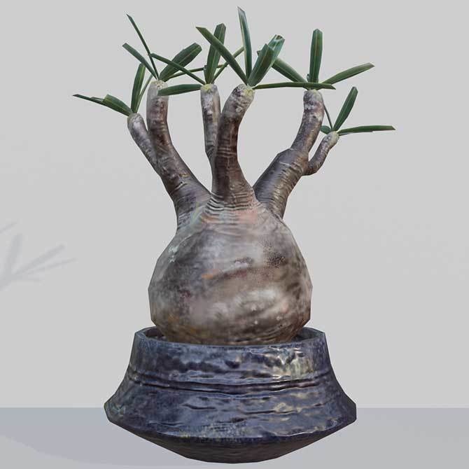 【3Dモデル】パキポディウム・グラキリス｜VRChat・Unity汎用／Blender制作植物アセット