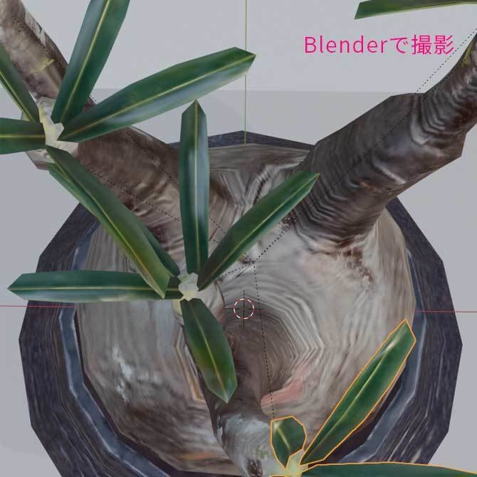 【3Dモデル】パキポディウム・グラキリス|VRChat・Unity汎用/Blender制作植物アセット