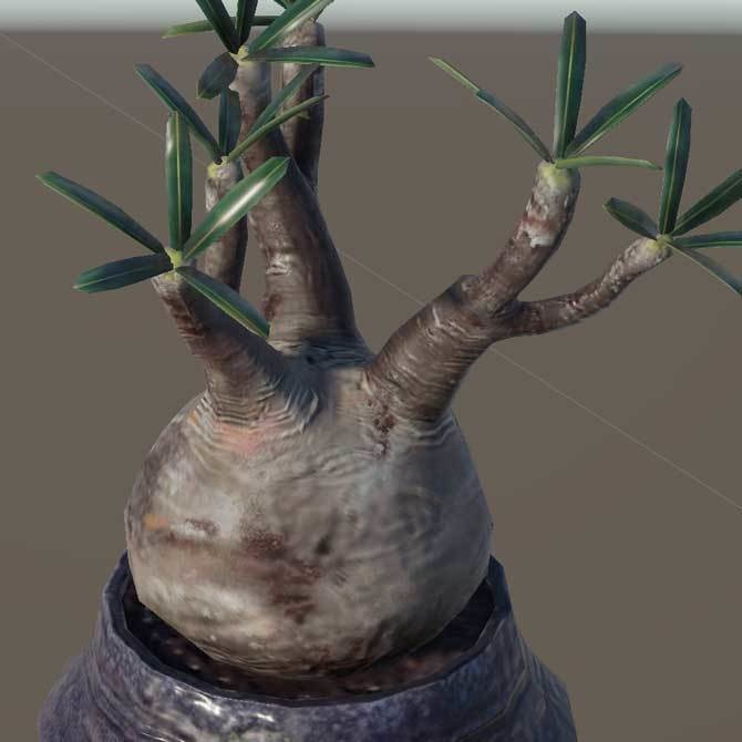 【3Dモデル】パキポディウム・グラキリス|VRChat・Unity汎用/Blender制作植物アセット