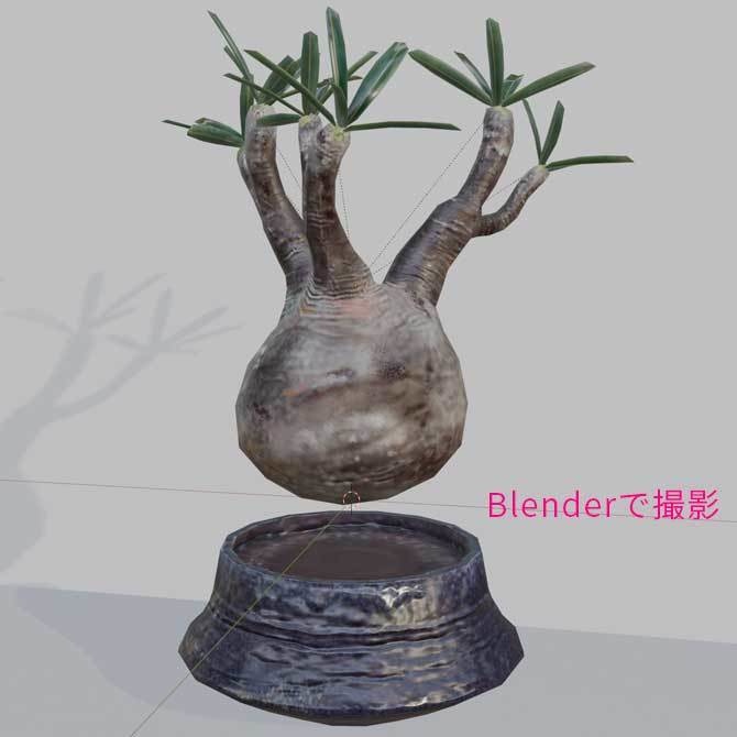 【3Dモデル】パキポディウム・グラキリス|VRChat・Unity汎用/Blender制作植物アセット