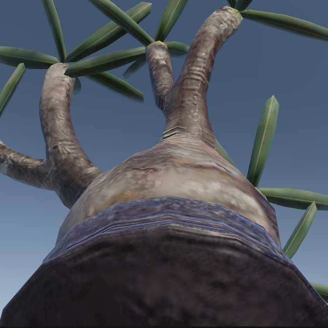 【3Dモデル】パキポディウム・グラキリス|VRChat・Unity汎用/Blender制作植物アセット