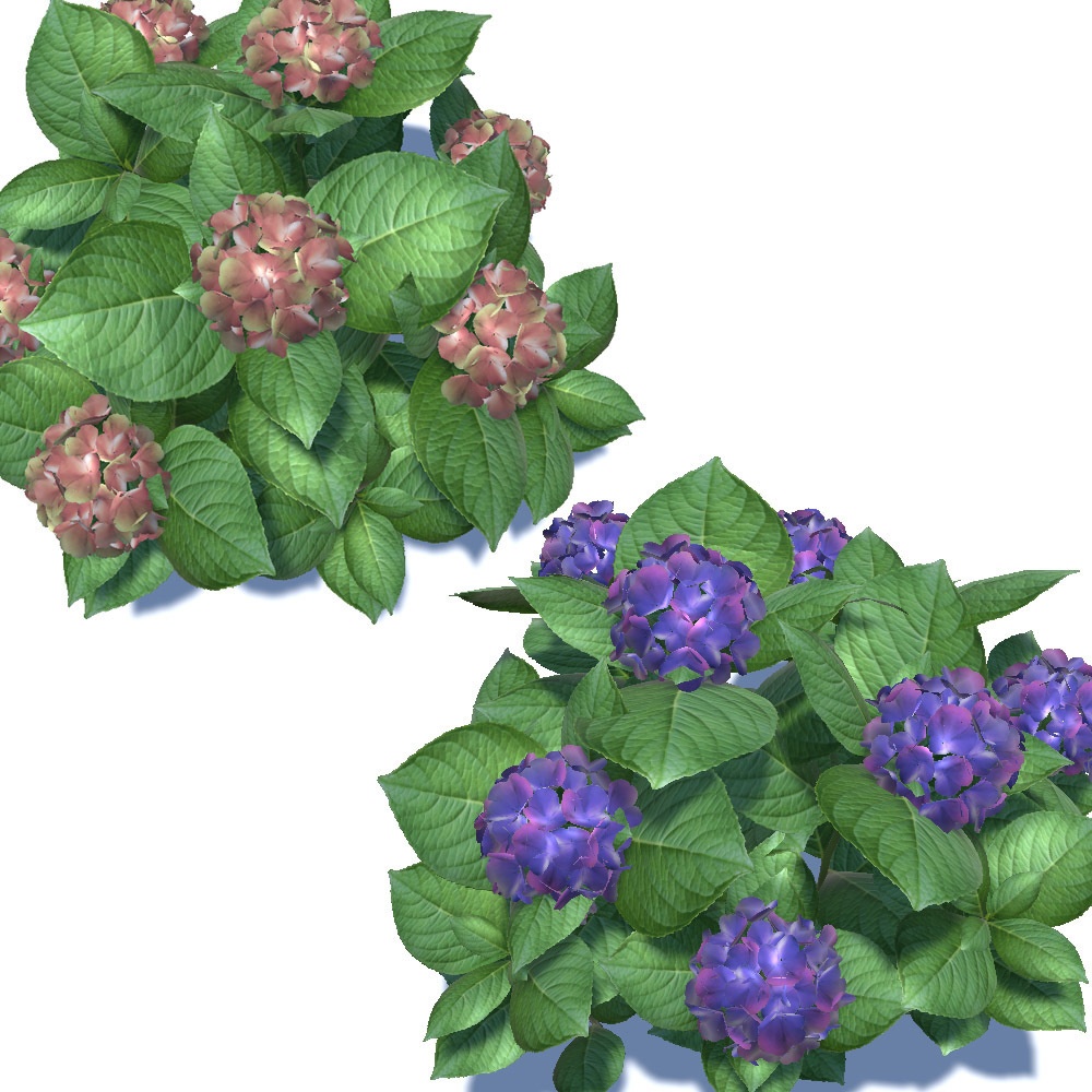 【3Dモデル】 あじさい